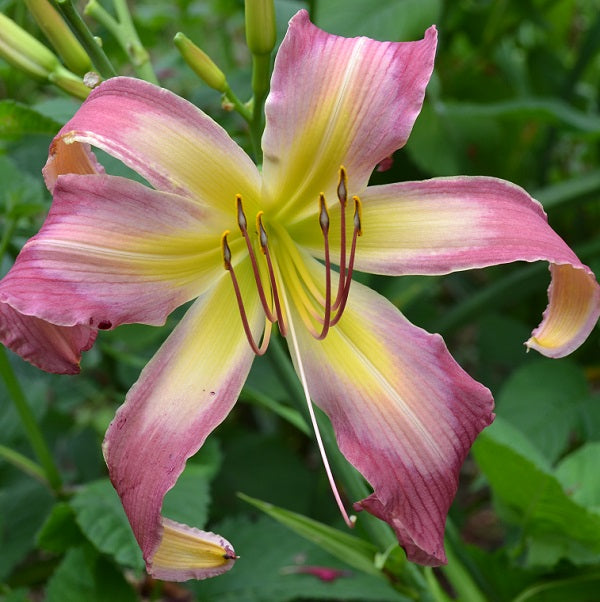 North Wind Dance is a late, tall, large pink lavender self daylily from Sterrett Gardens with unusual form (cascade), Stout 2011