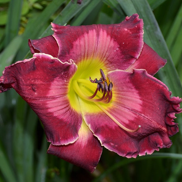 Not Guilty is a midseason, deep rose cranberry daylily from Sterrett Gardens with pink wash, pink eye