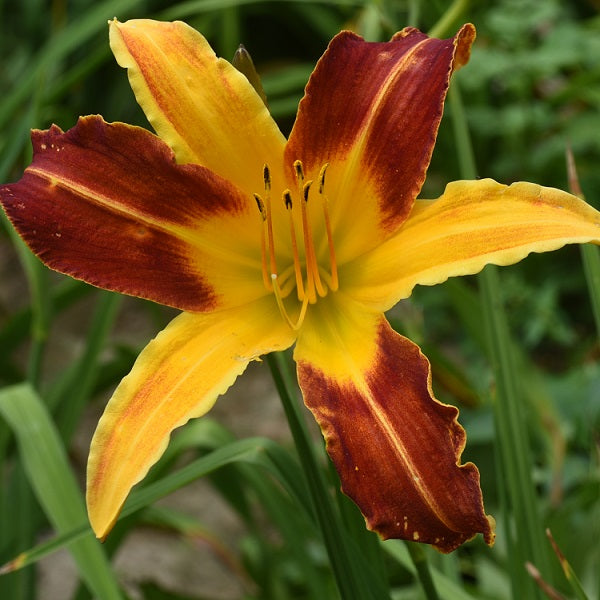 Notice me is a midseason, tall, vibrant red orange and yellow bicolor daylily from Sterrett Gardens with wire gold edge