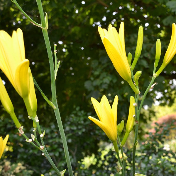 Notify Ground Crew is a midseason, tall, yellow self daylily from Sterrett Gardens with Honorable Mention Award 2003
