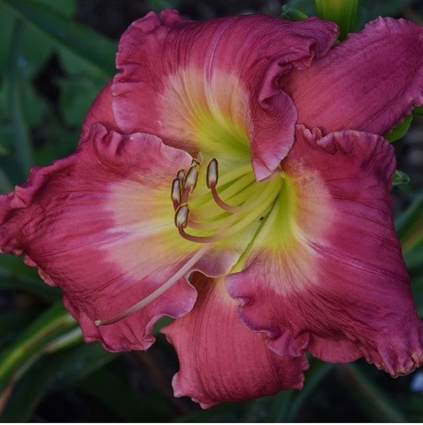 Occupy Your Garden is an early midseason, tall, bright rose daylily from Sterrett Gardens with fawn watermark