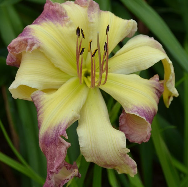 Octomom is a mid-late, lavender cream bicolor daylily from Sterrett Gardens with lavender eye, Db (45%)