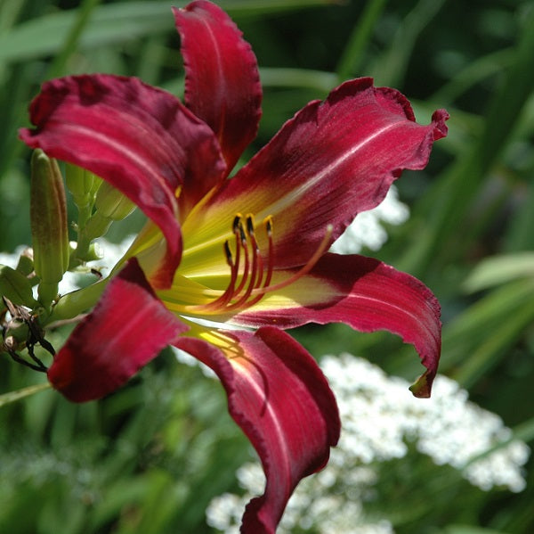 Off to See the Wizard is a midseason, amethyst purple daylily from Sterrett Gardens with darker eye, white midribs, UF (cascade), Honorable Mention Award 2020
