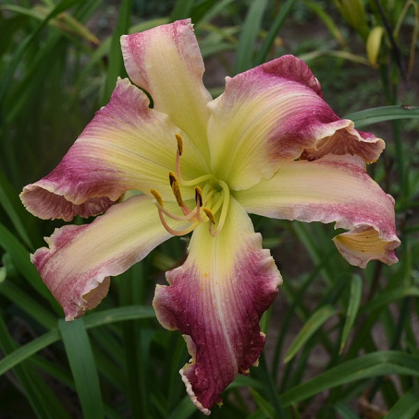Off the Rails is a midseason, large, two-toned pink bitone daylily from Sterrett Gardens with thin cream edge