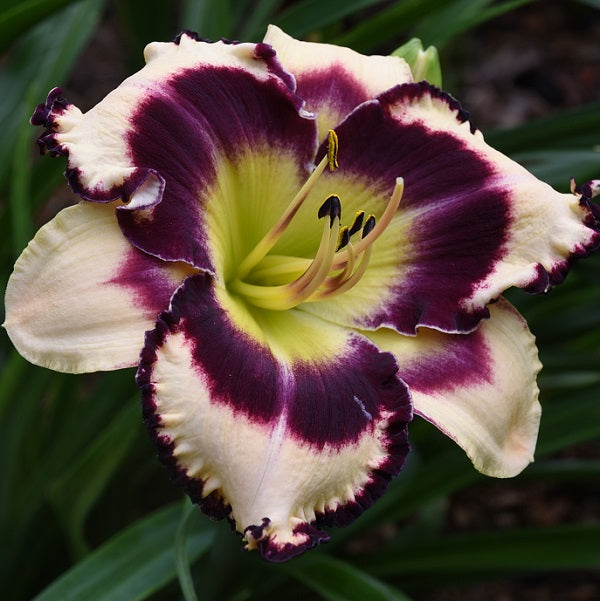 Ohio Buckeye is a midseason, faint pink self daylily from Sterrett Gardens with burgundy eye and edge, fragrant