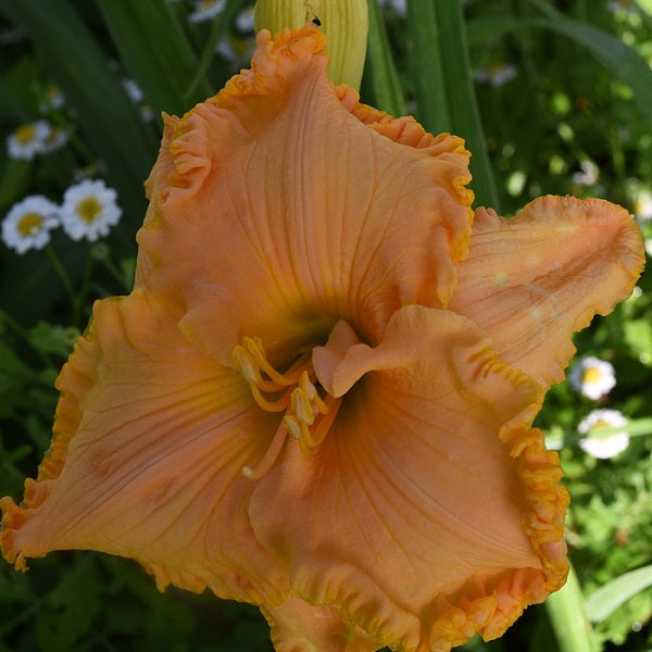 One Carolina is a midseason, cantalope orange daylily from Sterrett Gardens with darker pie crest edge, fragrant