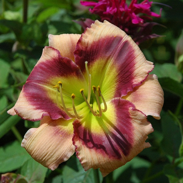 One Eye Willie is an early, small, lavender pink daylily from Sterrett Gardens with large purple eye, fragrant, Award of Merit 2020