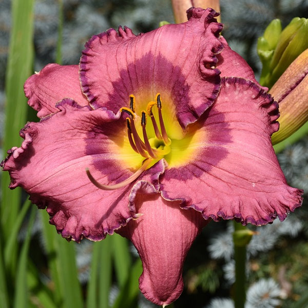 One for the Road is a midseason, tall, lavender orchid daylily from Sterrett Gardens with purple-orchid eye, ruffled magenta purple-orchid and white picotee, Honorable Mention 2020