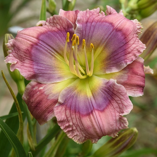 Early midseason, short, small lavender mauve, patterned blue lavender eye