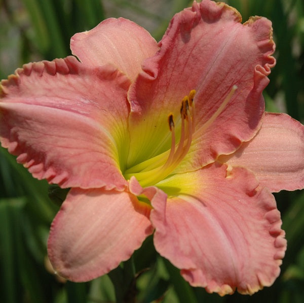 On the Avenue is an early, tall, azalea pink daylily from Sterrett Gardens that is fragrant