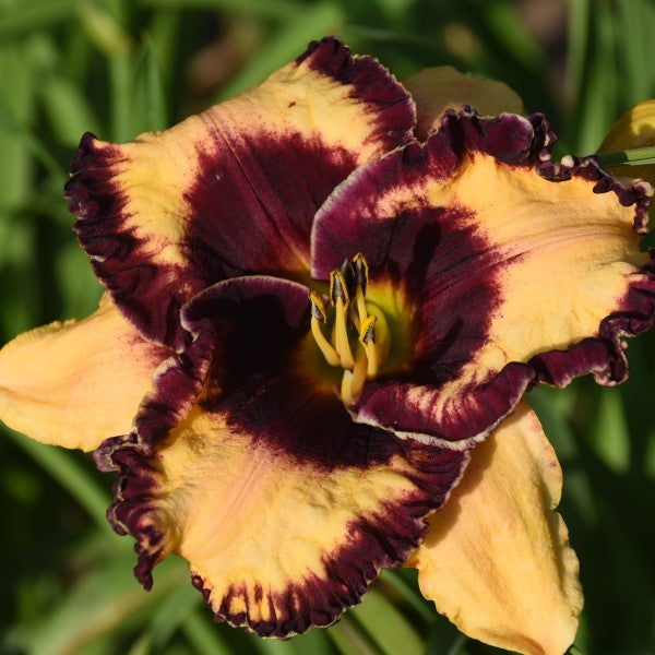 Open My Eyes is an early, short, orange daylily from Sterrett Gardens with dark purple eye, fragrant
