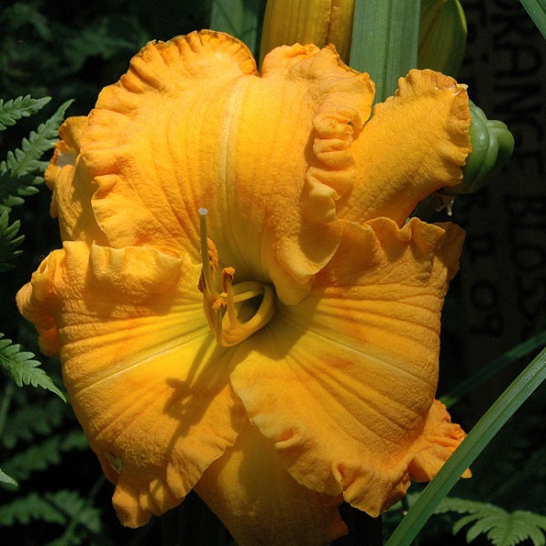 Orange Blossom Trail is an early midseason, orange self daylily from Sterrett Gardens with fragrant, Honorable Mention Award 2011