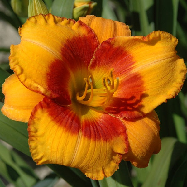 Orange Electric is an early midseason, electric orange daylily from Sterrett Gardens with red eye, fragrant, Honorable Mention Award 2007