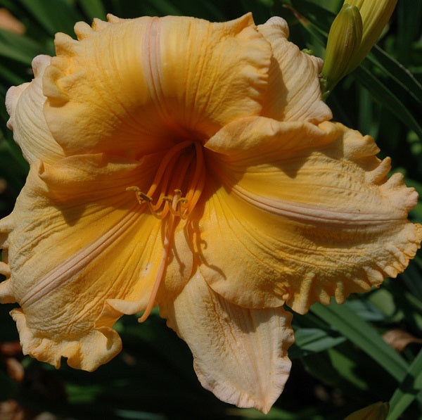 Orange Velvet is a midseason, orange self daylily from Sterrett Gardens awarded Lenington 1999