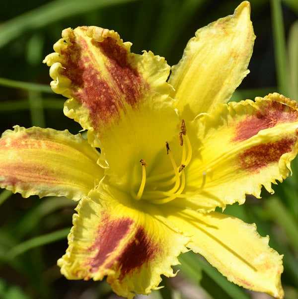 Outer limits is a mid-late, red blended bitone daylily from Sterrett Gardens with yellow edge, fragrant