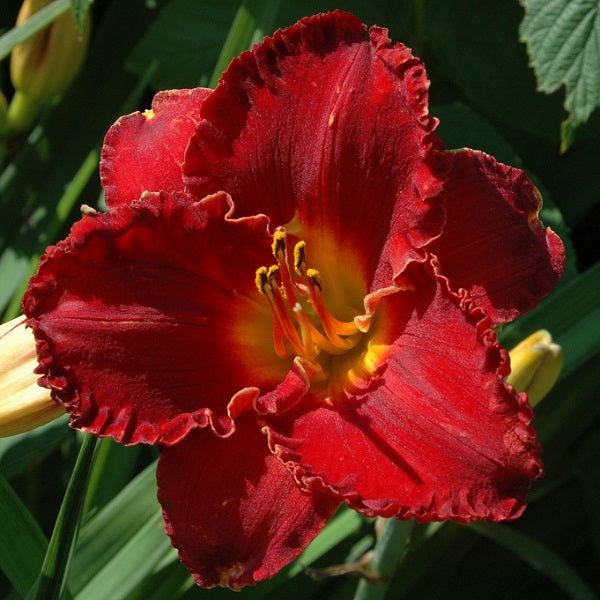 Paint the Town Red is a midseason, cardinal red self daylily from Sterrett Gardens awarded Honorable Mention Award 2005