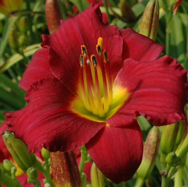 Pardon Me is a midseason, short, small, bright fresh red self daylily from Sterrett Gardens with fragrant, Award of Merit 1987