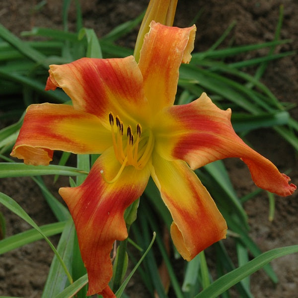 Parrot's Hilton is an early midseason, large, bright orange daylily from Sterrett Gardens with unusual form (crispate)