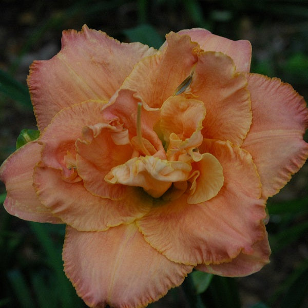 Passion Fruit Truffle is a midseason, medium persimmon coral blend daylily from Sterrett Gardens with very fragrant, double(99%)
