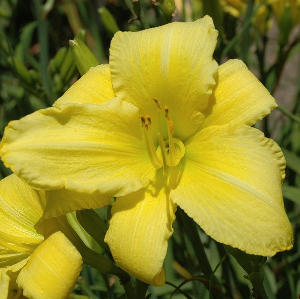 Patio Parade is a midseason, light yellow self daylily from Sterrett Gardens that is fragrant