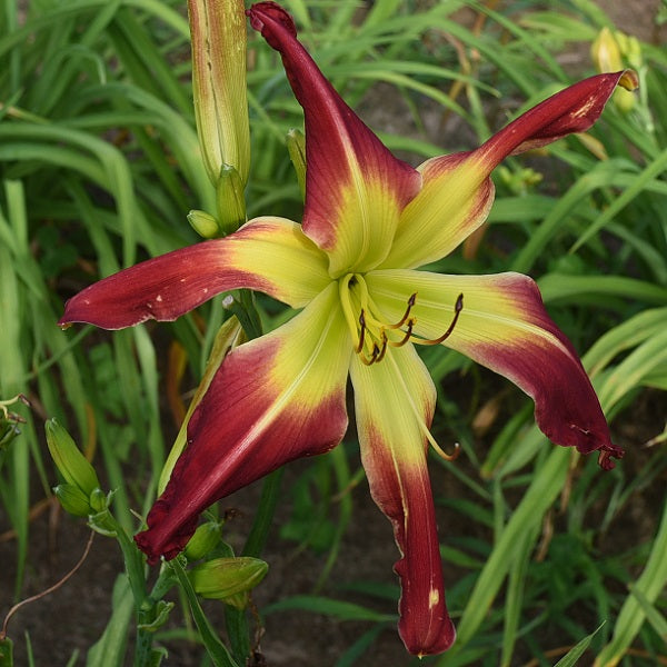 Patriotic Beauty is a midseason, crimson red daylily from Sterrett Gardens with unusual form (crispate)