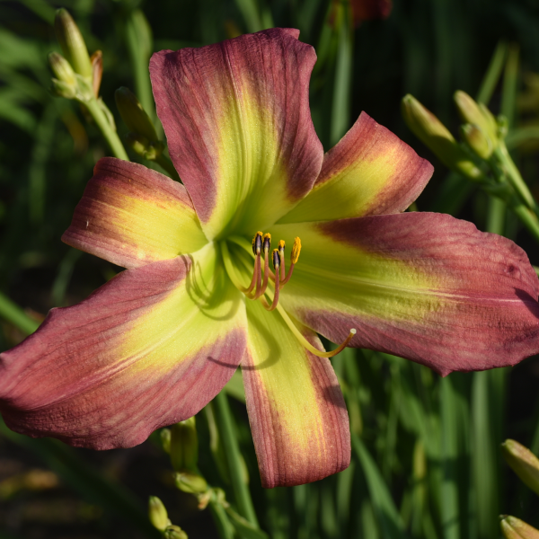 Pea Green With Envy is a midseason, short, lavender fuchsia purple blend daylily from Sterrett Gardens with fragrant, unusual form (cascade)