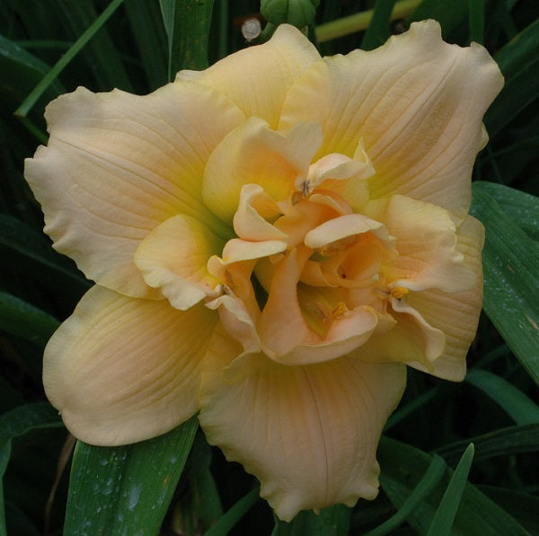 Peace on Earth is an early midseason, piink yellow blendaylily from Sterrett Gardens with, fragrant, double