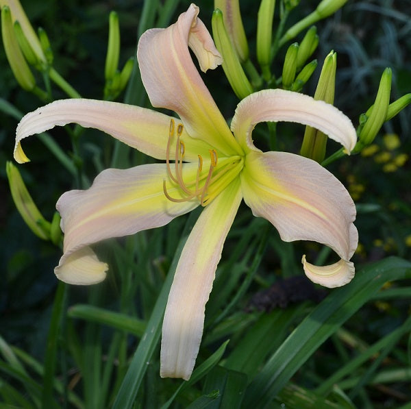 Peak Experience is a mid-late, tall, large, lavender pink daylily from Sterrett Gardens with cream applique
