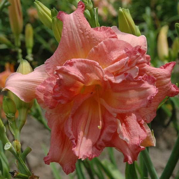 Penthouse is a mid-late, tall, rose pink daylily from Sterrett Gardens that is double(100%)