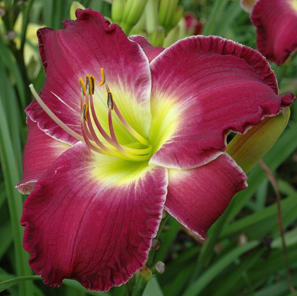Peoples Pleasure Park is a mid-late, deep rose red daylily from Sterrett Gardens with white edge