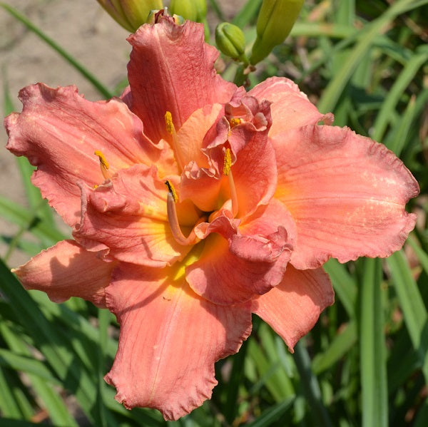 Peppermint Truffle is a midseason, clear rose pink self daylily from Sterrett Gardens that is double(80%)