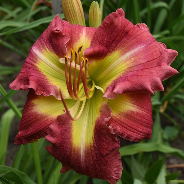Perry and His Harem is an early midseason, short, large, right coral daylily from Sterrett Gardens