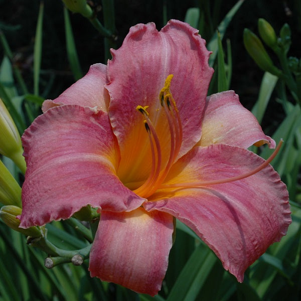 Persian Market is a midseason, deep rose daylily from Sterrett Gardens with rose red eye, fragrant, Honorable Mention Award 1971