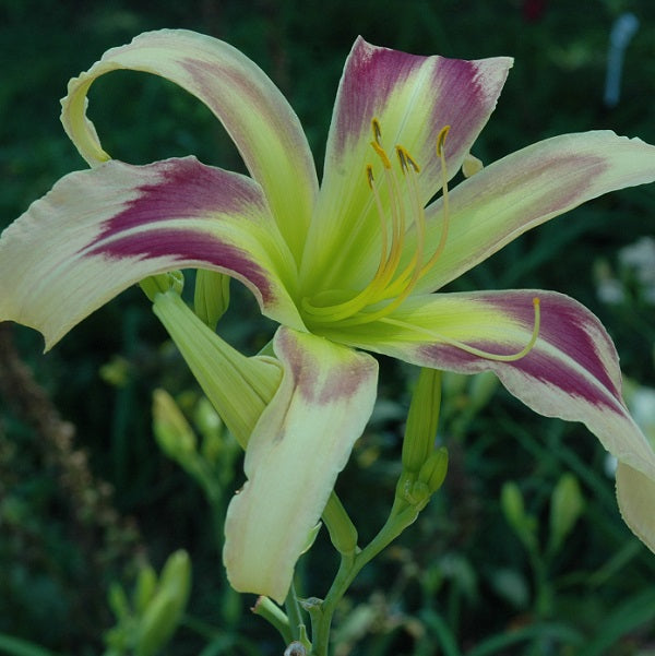 Persian Pattern is a midseason, large, purple bitone daylily from Sterrett Gardens