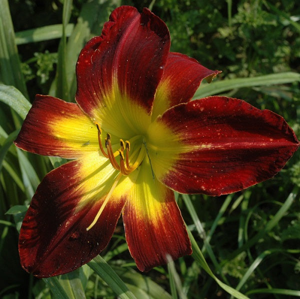 Persian ruby is a large early midseason, large, ruby red self daylily from Sterrett Gardens awarded Award of Merit 2008