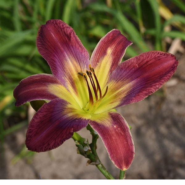 Phantom Dance is a midseason, maroon purple daylily from Sterrett Gardens with patterned brown, blue, maroon eye