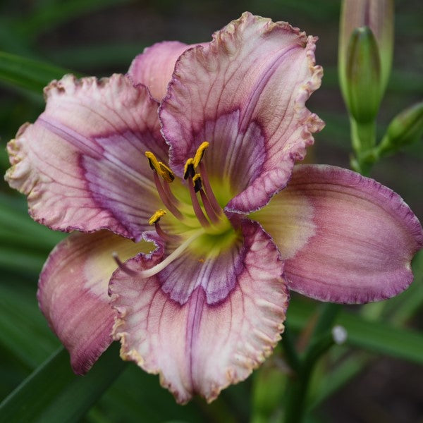 Picasso's Paint Brush is a midseason, pink purple daylily from Sterrett Gardens with with patterned eye