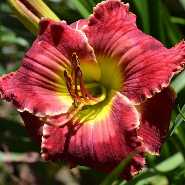Pickin' and Grinnin' is an early, short, rosy red daylily from Sterrett Gardens with light watermark, cream edge