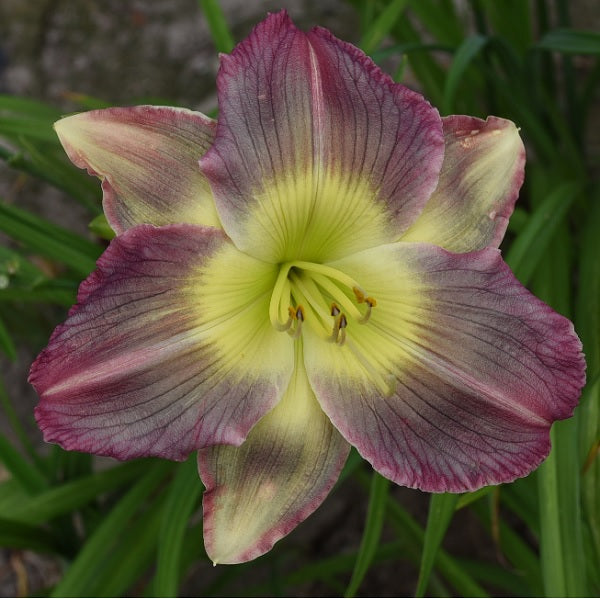 Pigment of Imagination is a midseason, red purple daylily from Sterrett Gardens with turquoise blend, Award of Merit 2015