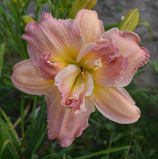 Pink Peppermint is a mid-late, large, shell pink self daylily from Sterrett Gardens with double, Honorable Mention Award 2006