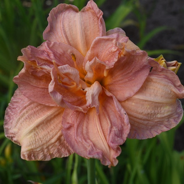 Pink Suede Hues is a mid-late, mauve glow self daylily from Sterrett Gardens that is double
