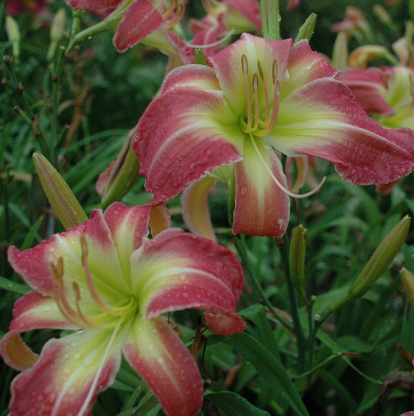 Midseason, large, rose and pink cream blend, cream eye, unusual form (crispate), Honorable Mention Award 2005