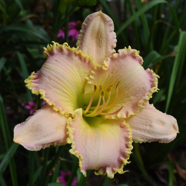 Pink Viper is a midseason, pink bitone daylily from Sterrett Gardens with pale water watermark, gold to the edge
