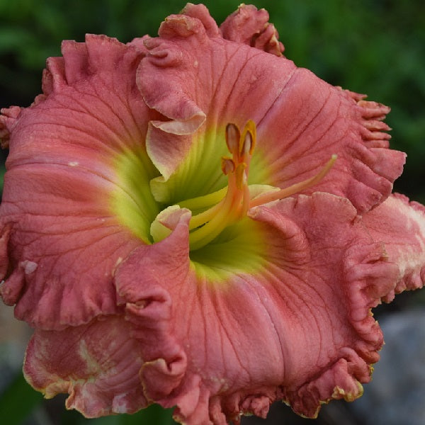 Pistachio Eyes is an early, ruffled bright coral blue rose pink daylily from Sterrett Gardens