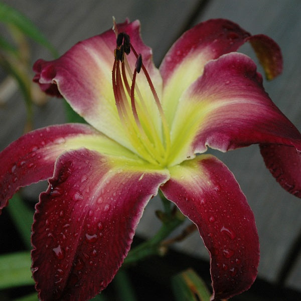 Playful Pterodactyl is an early midseason, tall, purple blend daylily from Sterrett Gardens with soft violet watermark, unusual form (cascade)
