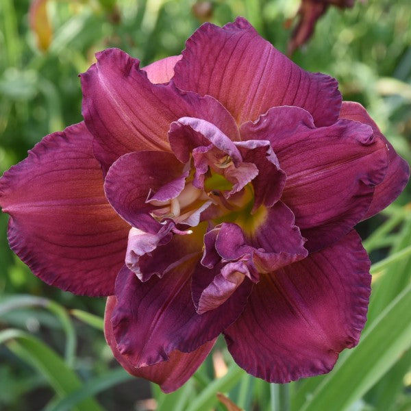 Plum Harvest is a mid- late, mulberry rose daylily from Sterrett Gardens that is double(100%)