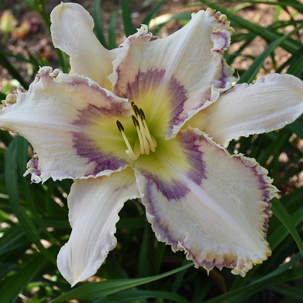 Pointing Fingers is an early, white daylily from Sterrett Gardens with plum eye and border