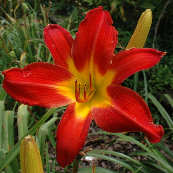 Point of View is an early midseason, large, deep signal red daylily from Sterrett Gardens with Honorable Mention Award 2001