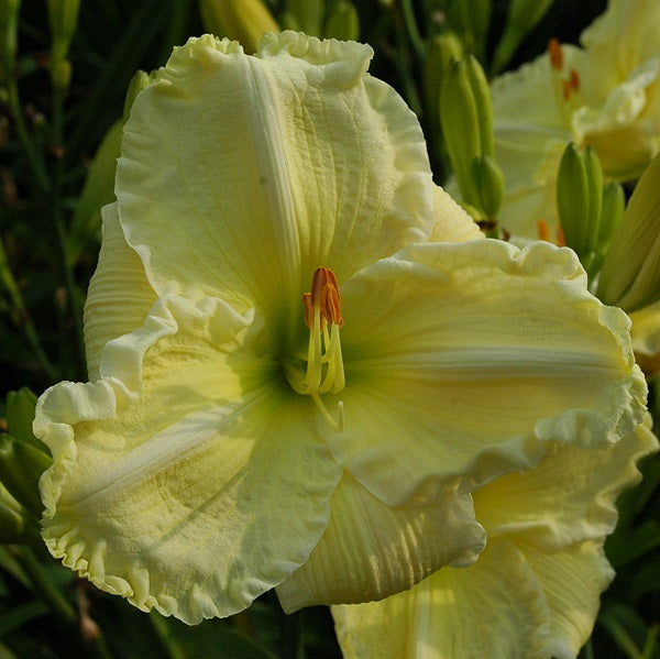 polar Fizz is an early midseason, pastel cream daylily from Sterrett Gardens