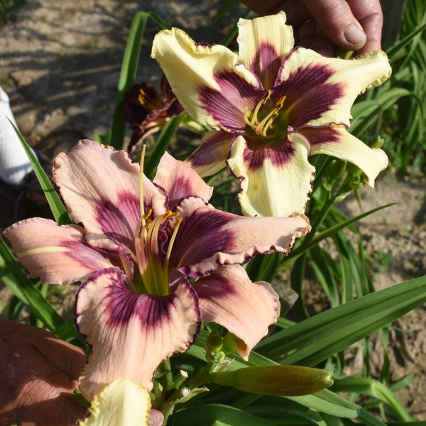 Polar Vortex is an early midseason, pale lavender off white daylily from Sterrett Gardens with large patterned purple fuchsia magenta banded eye, Honorable Mention Award 2020
